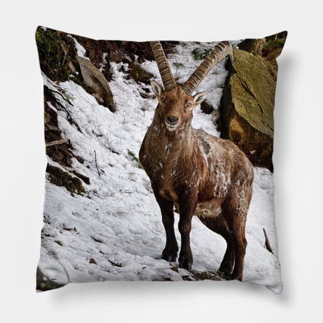 Ibex On Hill Pillow by jaydee1400