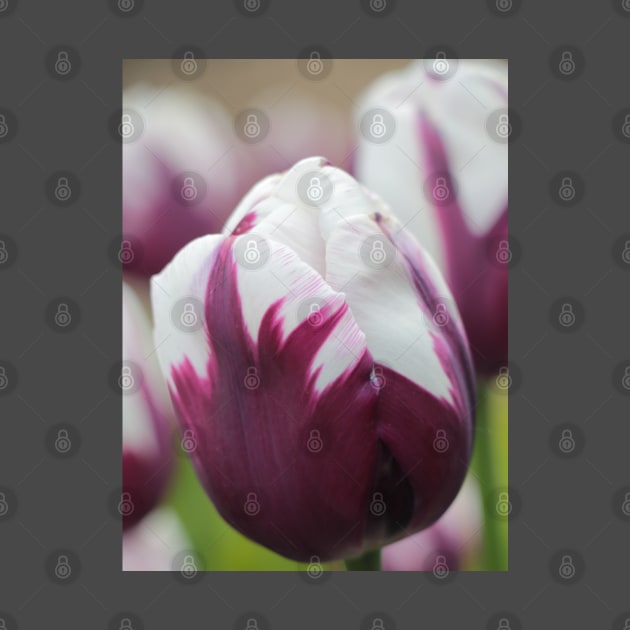 Tulip in White and Purple by OVP Art&Design