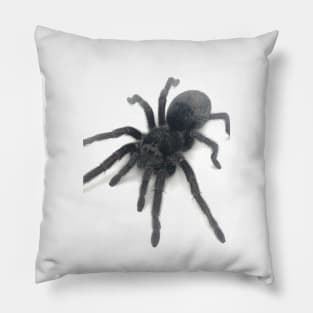 Grammostola pulchra Tarantula Pillow