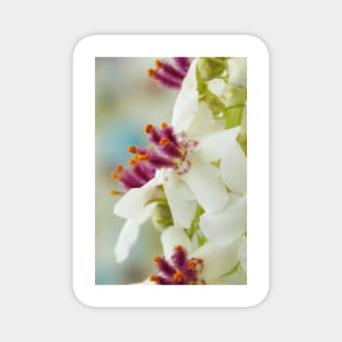 Verbascum chaixii  'Album'  White nettle-leaved mullein Magnet