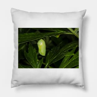 Monarch Caterpillar 5 Pillow