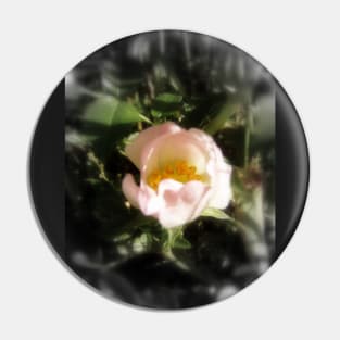 old-fashioned roses by Fox Creek & Columbia River 13 Pin