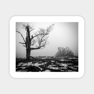 Lone Tree In Fog BnW Magnet