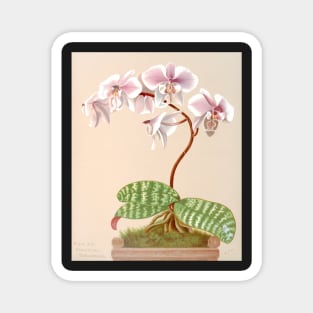 Phalaenopsis schilleriana - botanical illustration Magnet