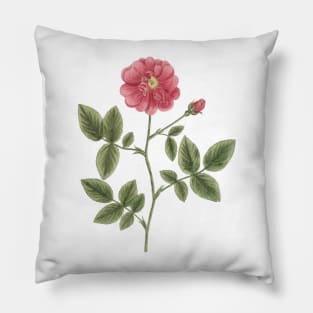 Wild Rose Flower Vintage Botanical Illustration Pillow