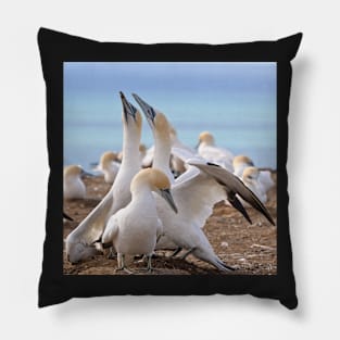 Gannets Pillow