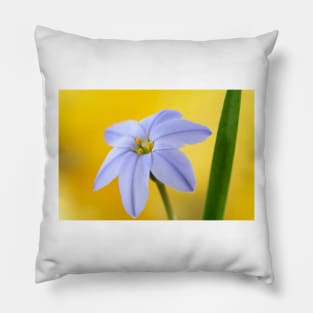 Ipheion  &#39;Rolf Fiedler&#39;  AGM  Spring starflower Pillow