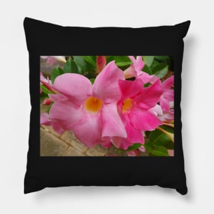 Pink Mandevilla flowers Pillow