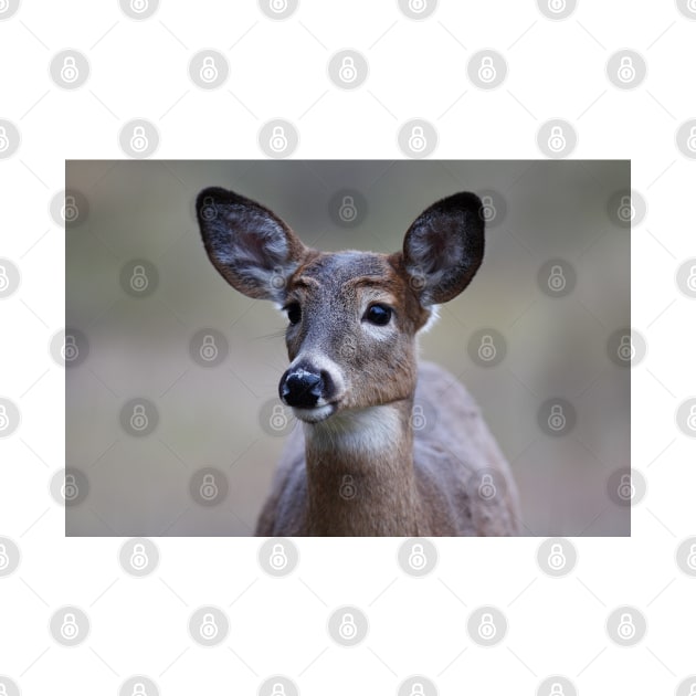 So forlorn - White-tailed Deer by Jim Cumming