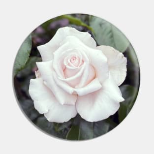 White Rose in Spring Pin