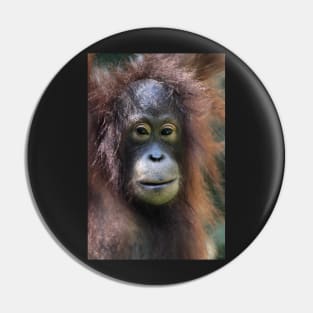 Portrait: Female Orangutan Pin