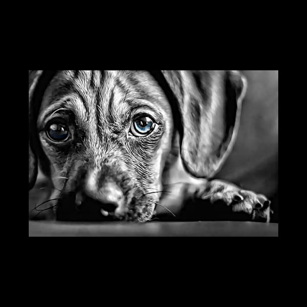 Blue-Eyed Black & White Puppy by cameradog