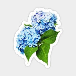 Hydrangeas - Blue Hydrangea Profile Magnet