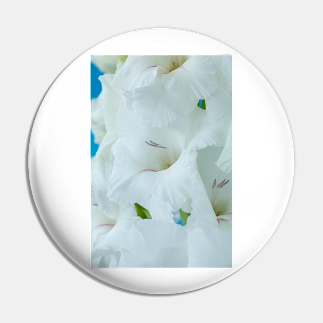 Gladiolus  'White Friendship' Pin by chrisburrows