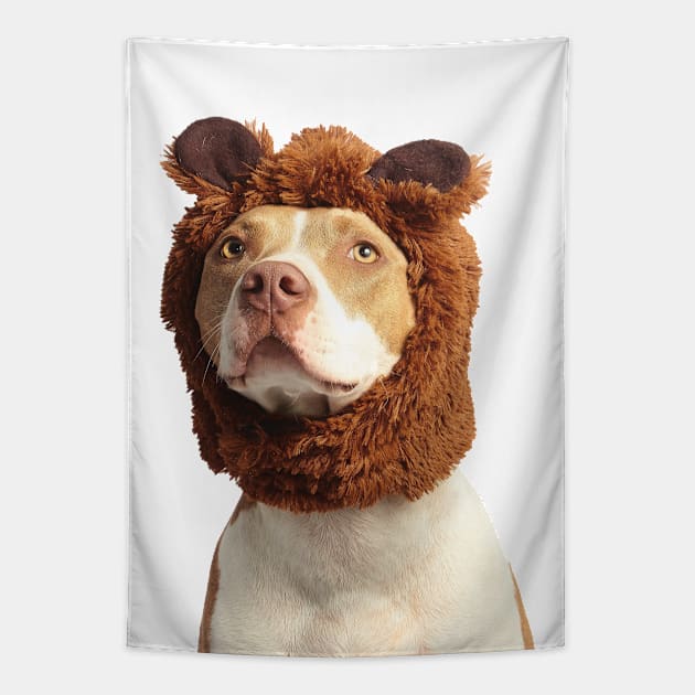 Photograph of cute brown and white american pit bull terrier wearing brown costume Tapestry by keeplooping