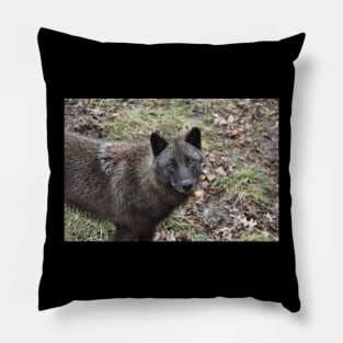 Black Wolf Pillow