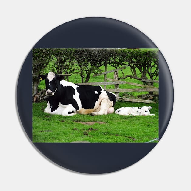 Mum Friesian Cow And Newborn Calf Pin by tommysphotos