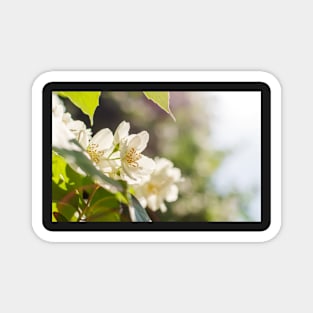 Sweet mock-orange (Philadelphus coronarius) flowers Magnet