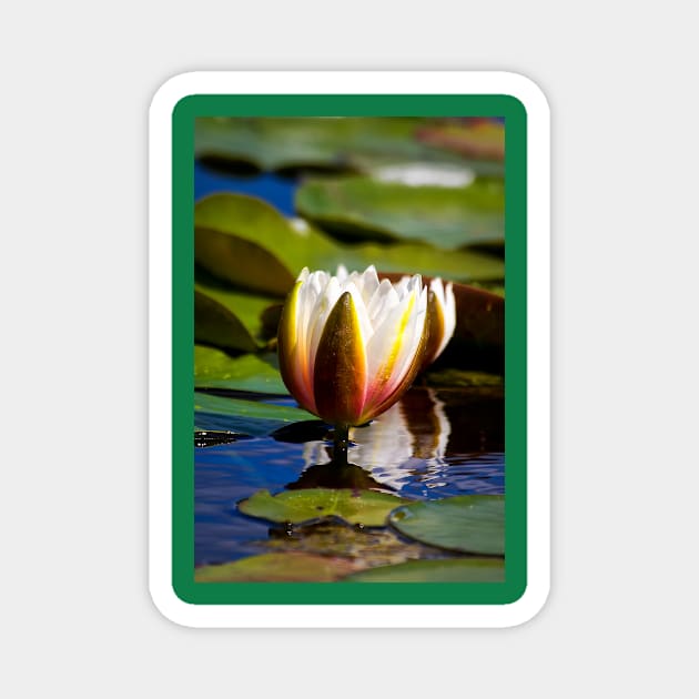 Water Lily Magnet by Violaman