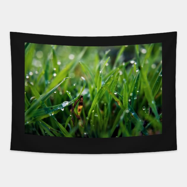 Dew Drop Grass Tapestry by InspiraImage