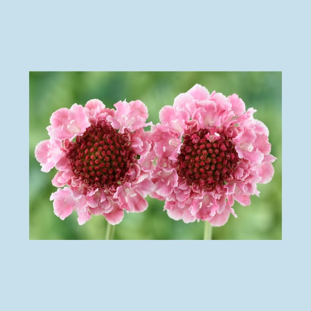 Scabiosa  Marshmallow Scoop = &#39;Dmarshscop&#39;  Scabious  Scoop Series by chrisburrows