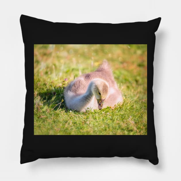 Gosling Catches Some Rays in Oregon Pillow by JeffreySchwartz