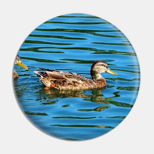 Two Ducks Swimming In The Water Pin
