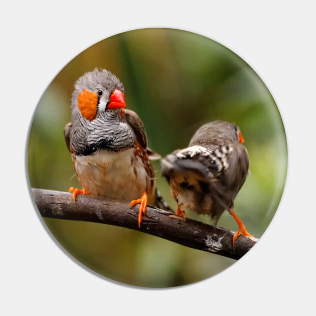 Funny Shake that Booty, Zebra Finch! Pin by walkswithnature