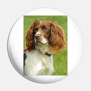 Springer Spaniel Pin