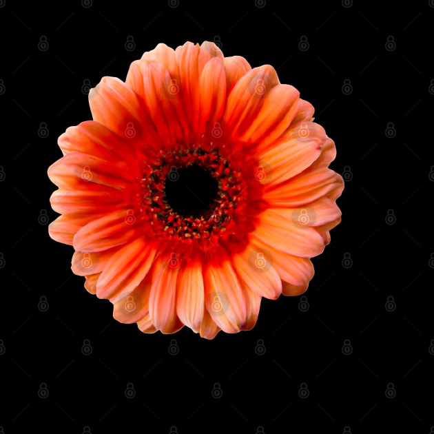 One Gerbera, One Story by Zenflow