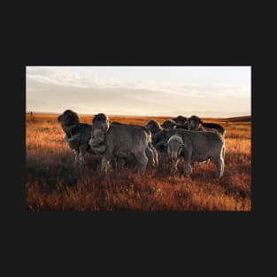 Merino Sheep in the Sunset T-Shirt