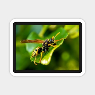 Wasp on a Leaf Magnet