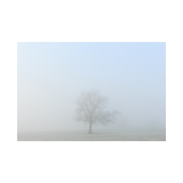 Morning Mist And A Lone Tree by Aidymcg