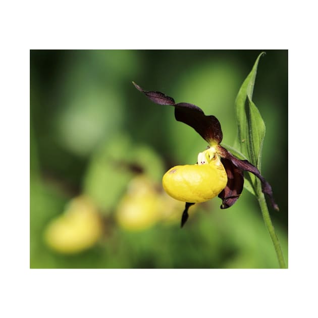 Picture of an iris, just before full bloom by Hujer