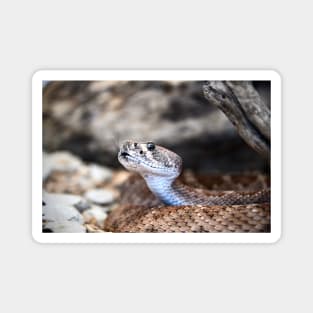 Snake VI / Swiss Artwork Photography Magnet