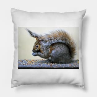 Squirrel's hat... Pillow