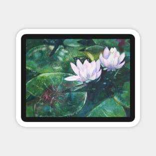 White Water Lilies in watercolor Magnet