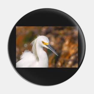 snowy egret portrait Pin