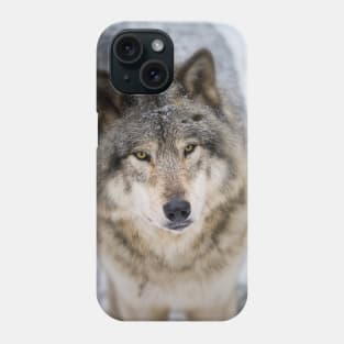 Gray Wolf Phone Case
