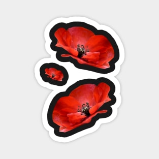 Red Poppies Magnet