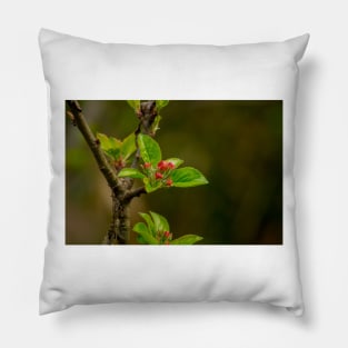 ebs apricots in bloom Pillow