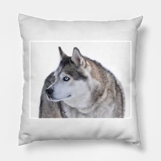 Husky Pillow