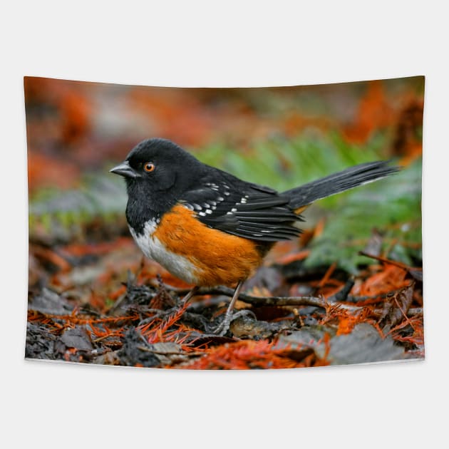 Spotted Towhee Sparrow Songbird in the Autumn Leaf Litter Tapestry by walkswithnature