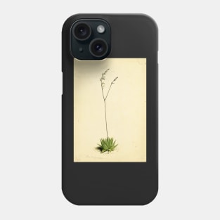 Haworthia limifolia - botanical illustration Phone Case