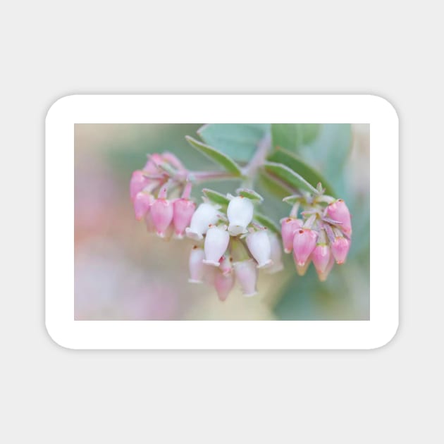 Manzanita Flowers Genus Arctostaphylos Mount Diablo State Park Magnet by TaivalkonAriel