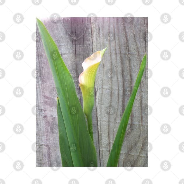 Beautiful Single Calla Lily by HutzcraftDesigns