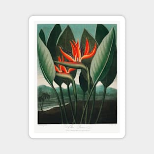 Bird of Paradise Antique Botanical Illustration Magnet