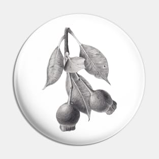 Gumnuts graphite drawing Pin