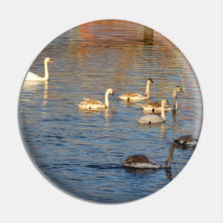 Scottish Photography Series (Vectorized) - Swanning About Pin