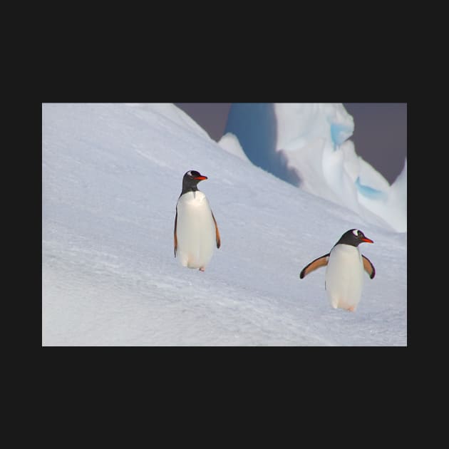 Gentoo Penguins On The Slippery Slope by Carole-Anne